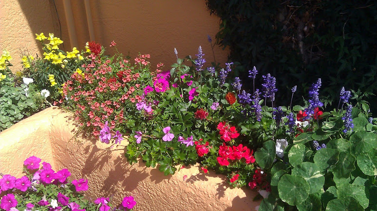 The Patio in Bloom