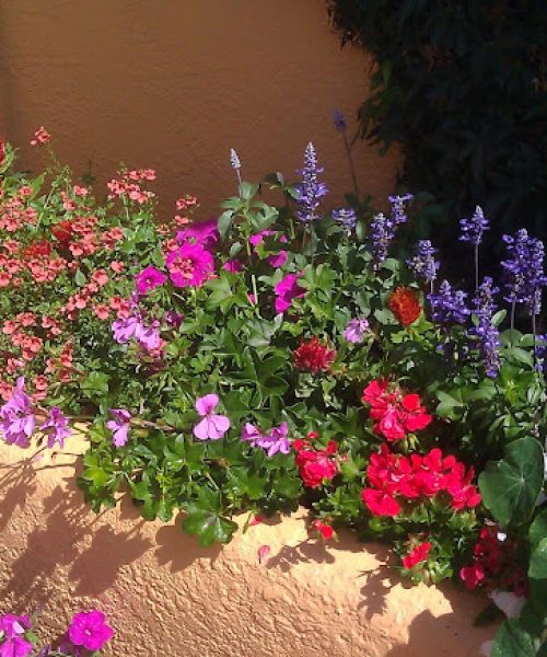 The Patio in Bloom